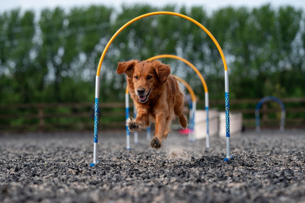 Dog Agility Dog Hoopers - Hoopers With Hearts T-Shirt, Black, S